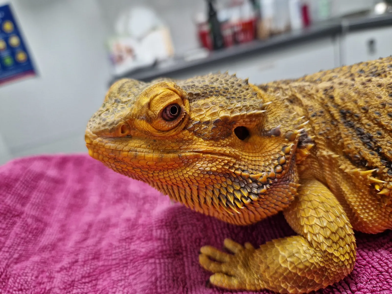 A bearded dragon resting on a towel in a consult room