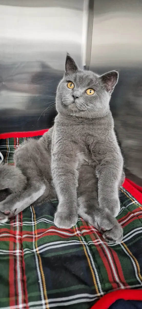 A British Shorthair cat on a tartan blanket
