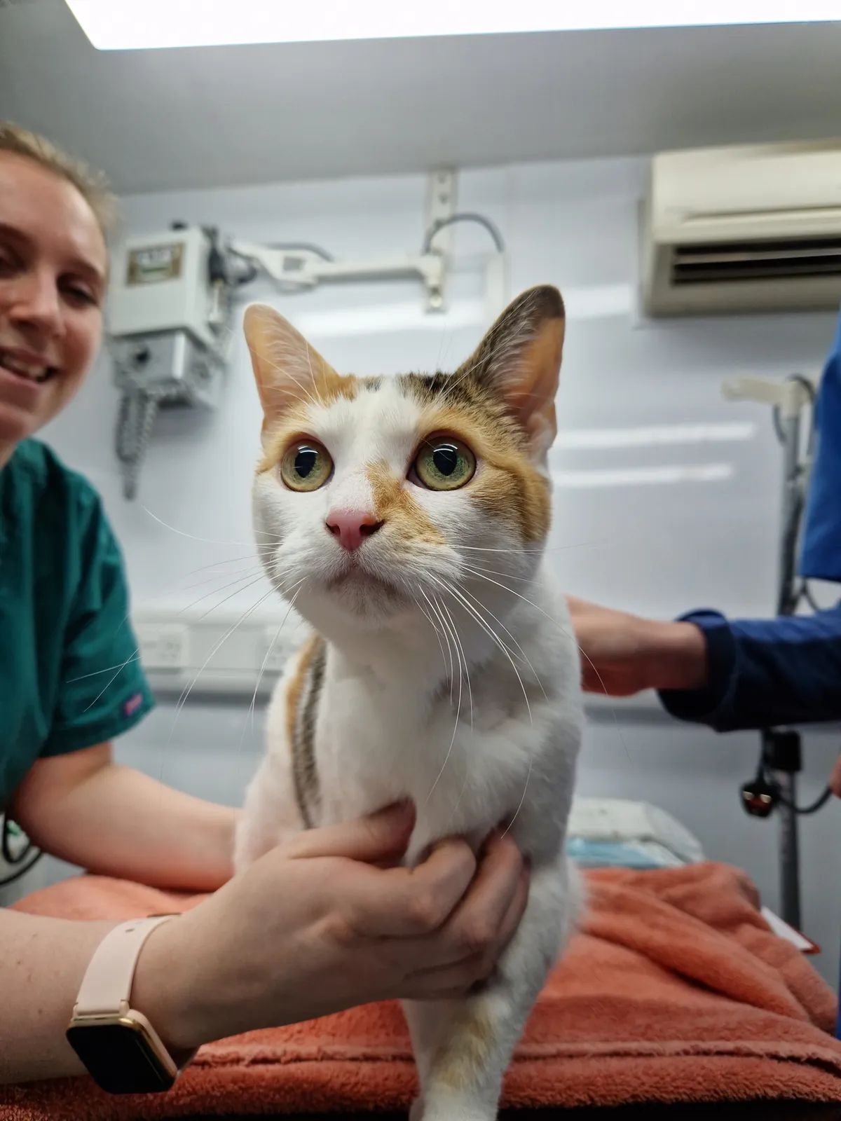 A smiling veterinary nurse holding a calico cat in a consult room