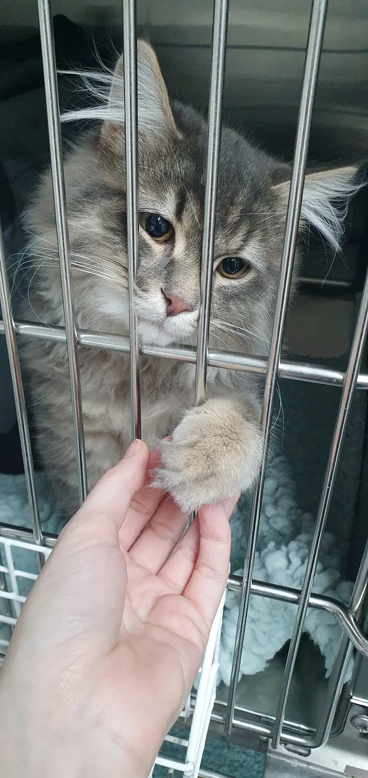 A cat in a kennel reaching a paw towards a caring hand