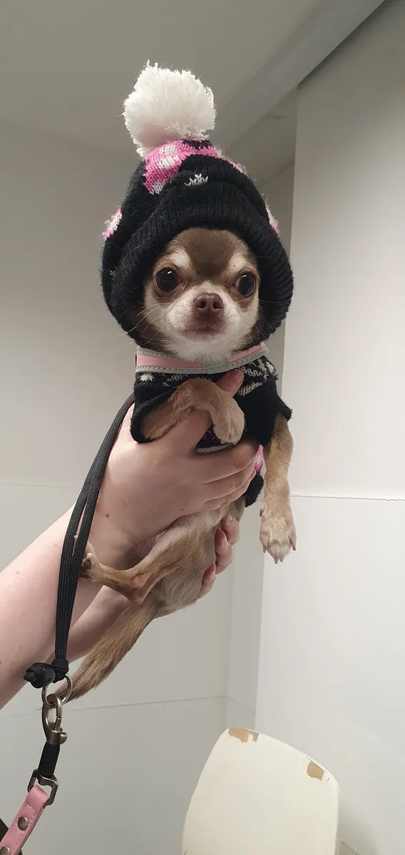 A chihuahua in a knitted bobble hat at the vet