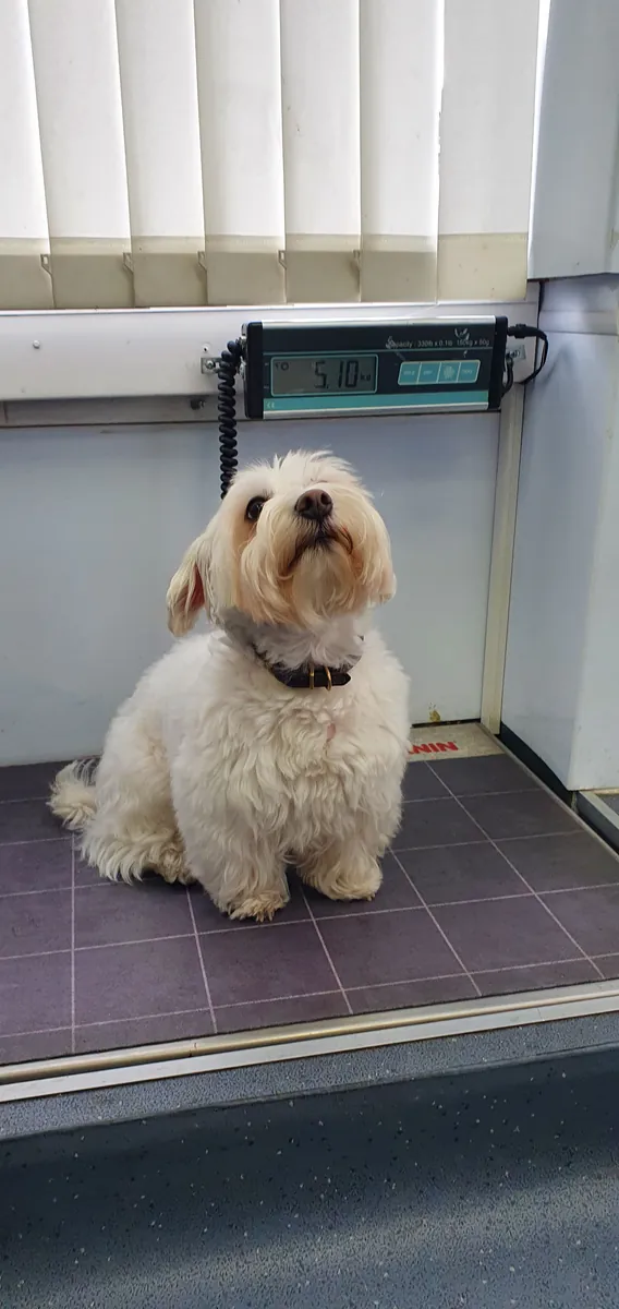 A little dog sitting patiently on the practice weighing scales