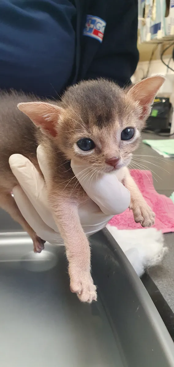 A tiny kitten held gently in a nurse's gloved hands