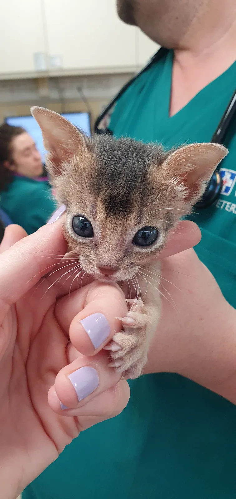 A veterinary nurse in scrubs cradling an Abyssinian kitten