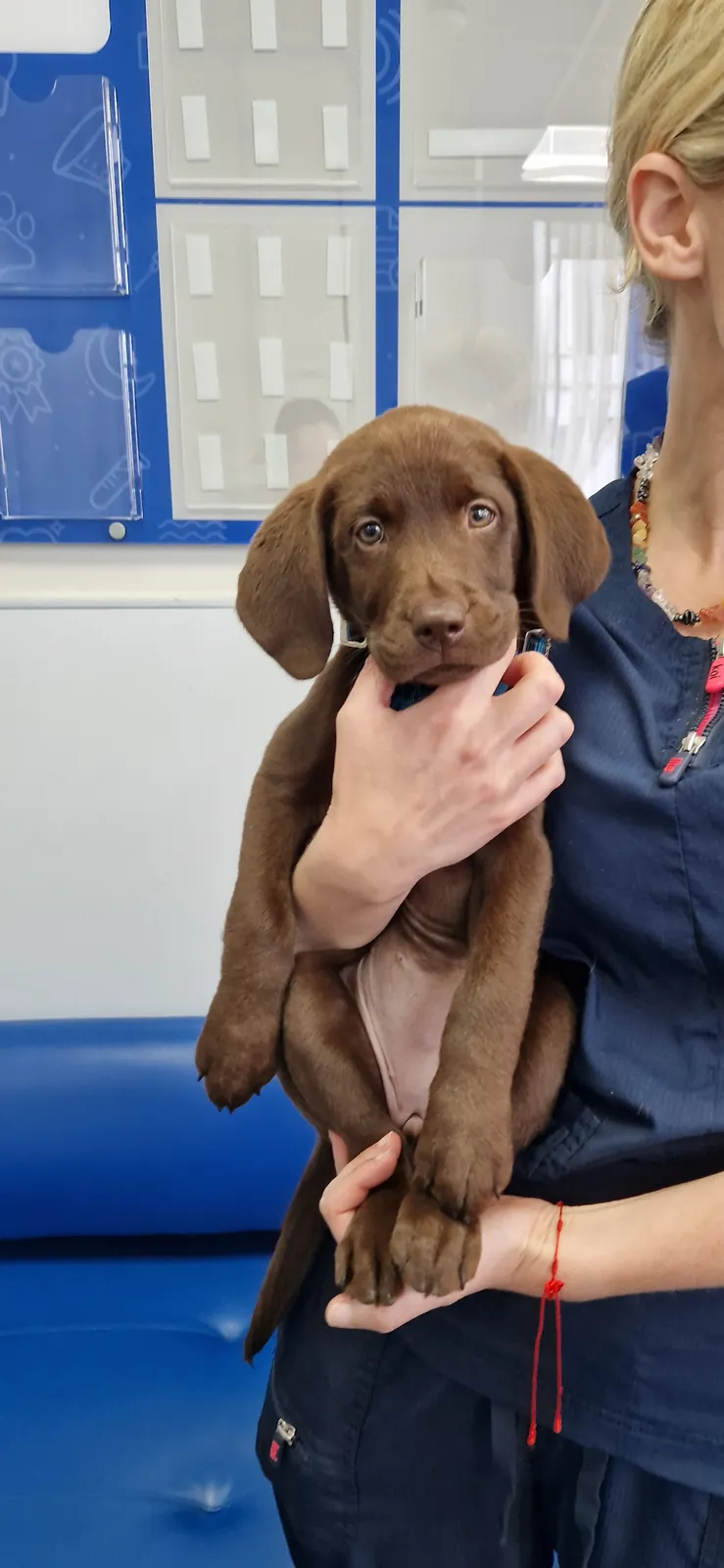 A vet nurse cradling a chocolate Labrador puppy