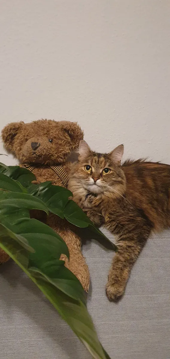A Maine Coon cat curled up beside a teddy
