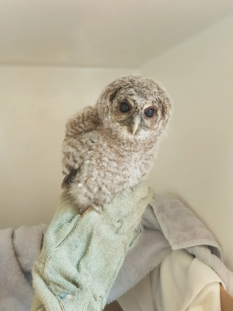 A rescued tawny owlet perched on a keeper's glove