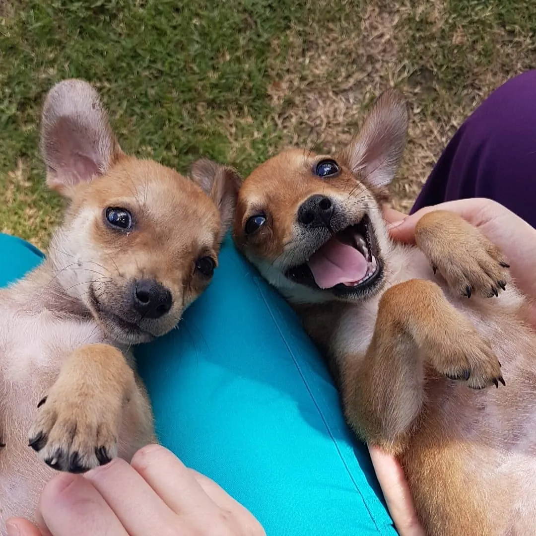 Two delighted rescue puppies on a lap