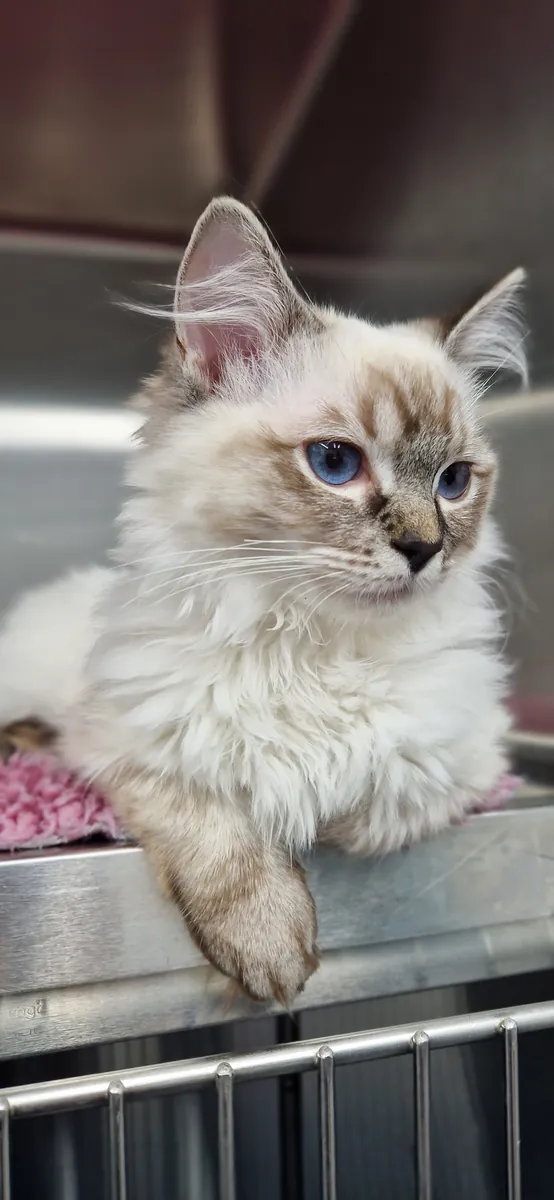 A ragdoll kitten resting in a practice kennel