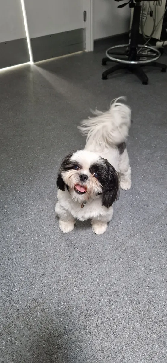 A shih-tzu looking up in a consult room